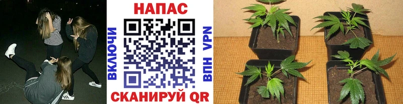 Сколько стоит Кохма КОКАИН АМФ Бошки Шишки ГАШ
